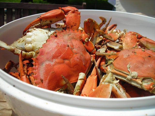 Steamed Blue Crabs