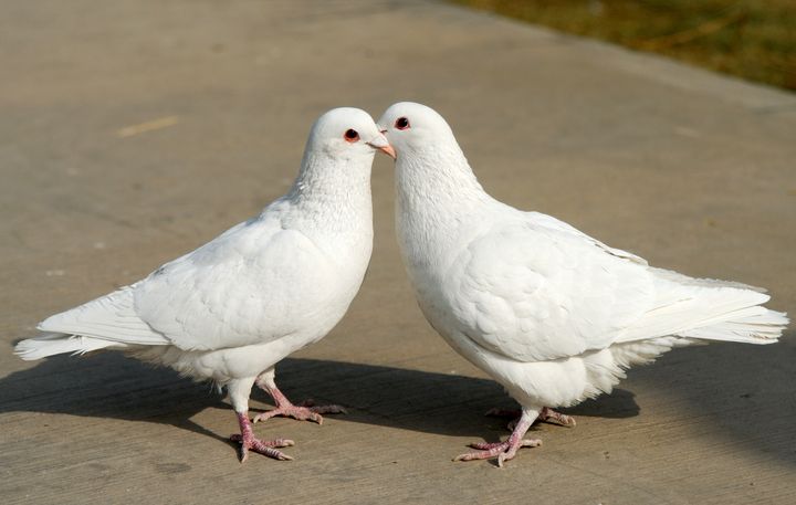 Courtship of pigeons