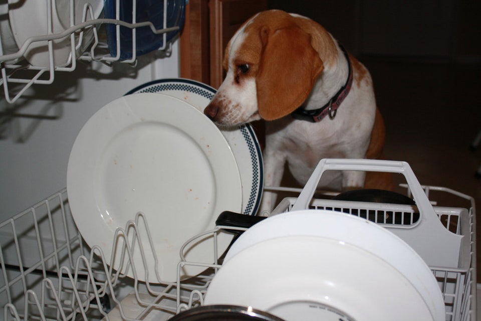 The dishes