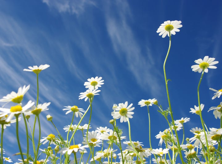 white daisies on blue sky background