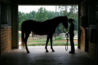 What We Can Learn About Working With People From Working With Horses ...