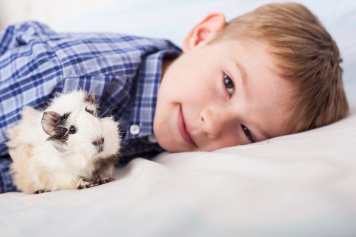 young boy with guinea pig