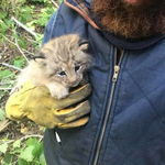 Mann denkt, er rette Kätzchen – dann merkt er, welches Tier es wirklich