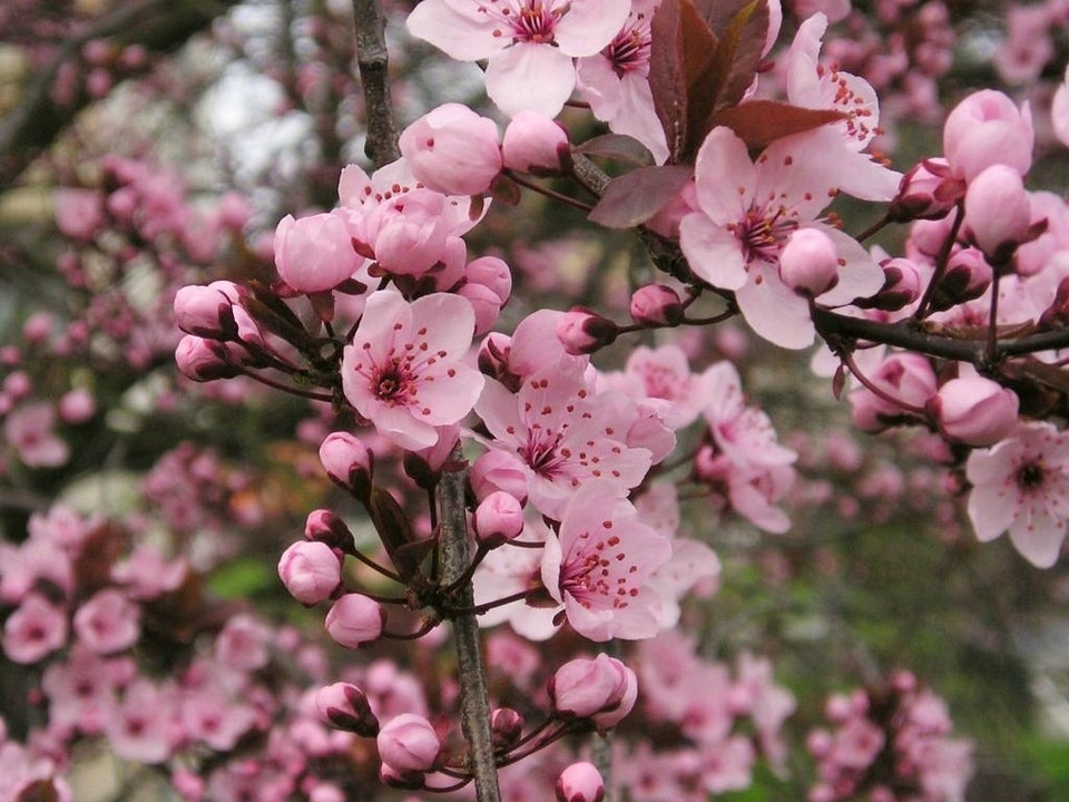 Canada Plum