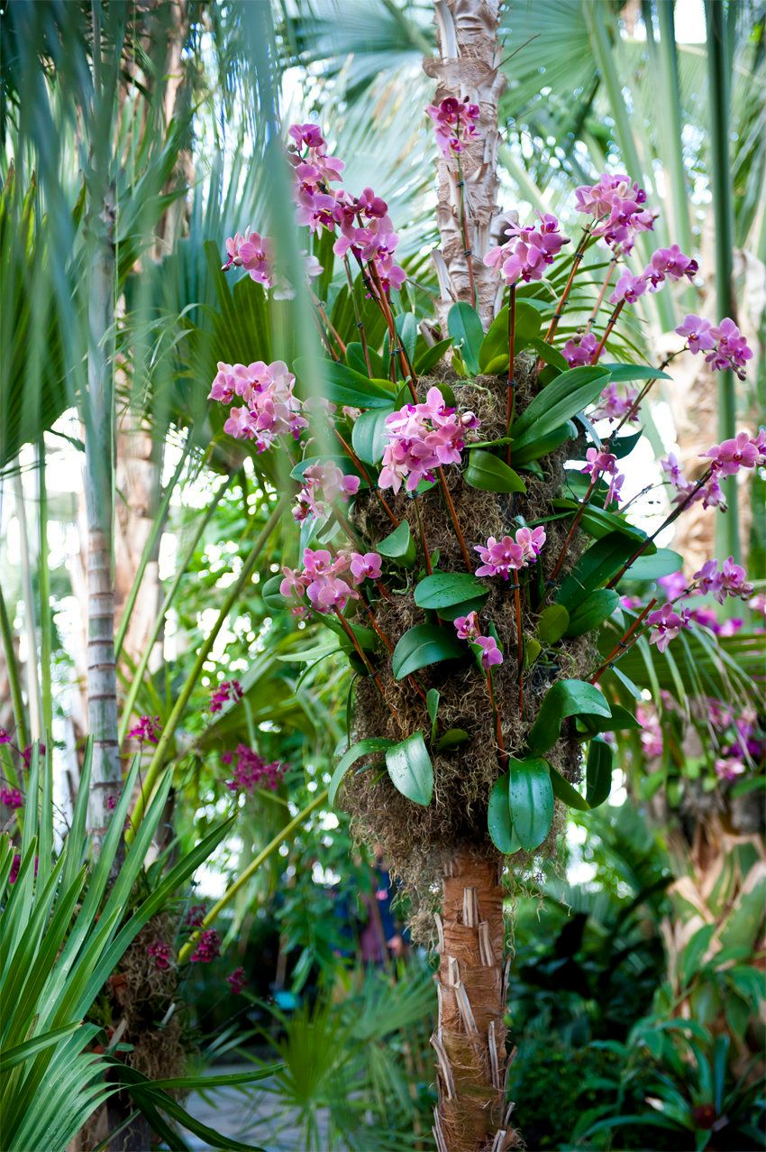 A Peek Inside The New York Botanical Garden's 11th Annual Orchid Show ...