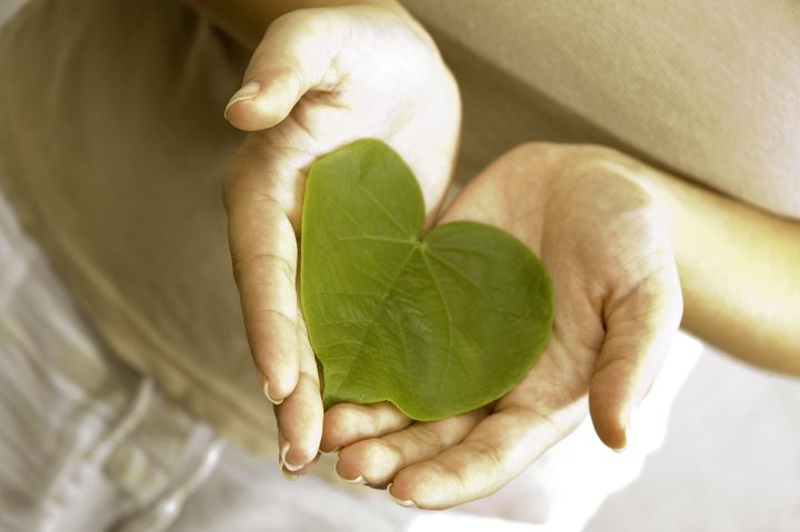 Care for the plants - Isolated hands holding a heart shaped green leaf