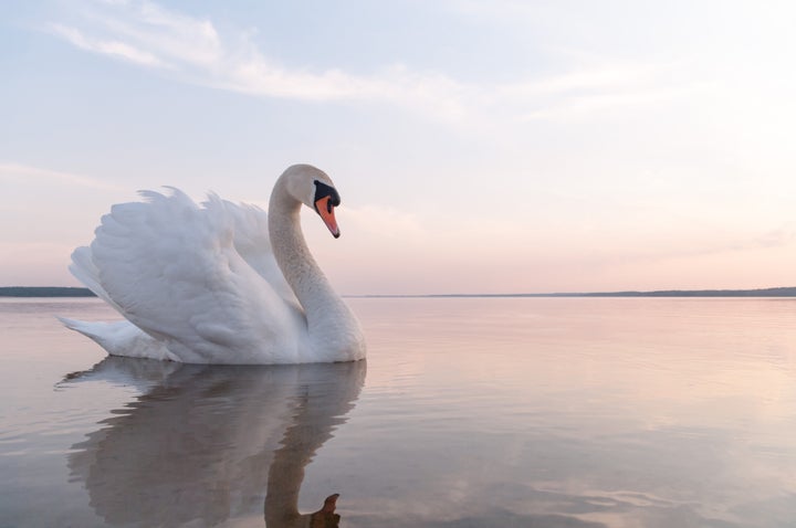 swan on blue lake water in sunny day, swans on pond, nature series