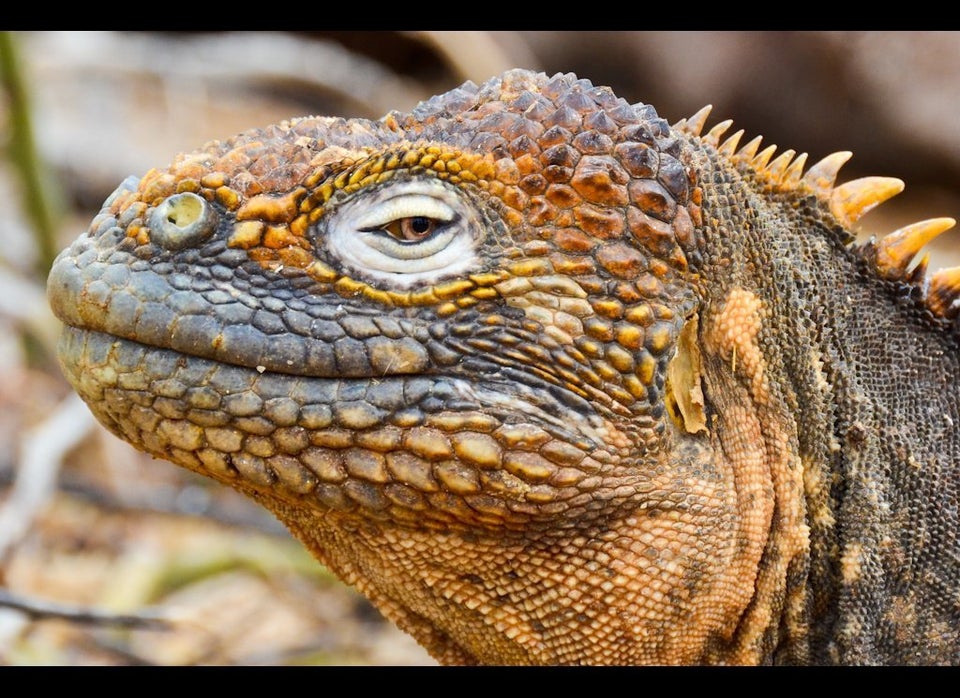 Land Iguana