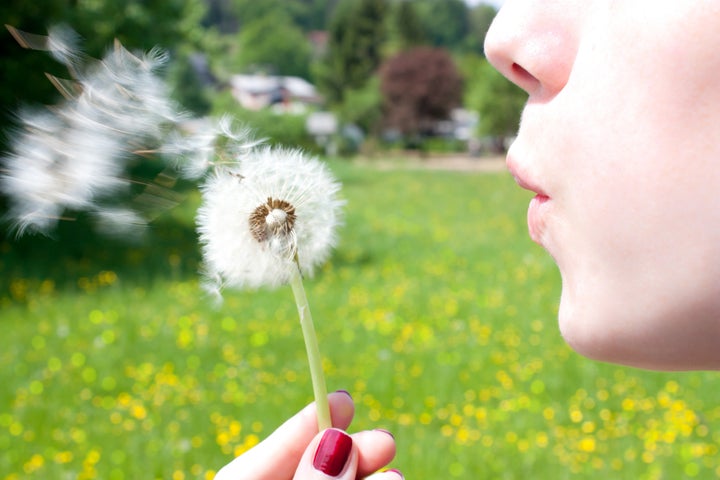 blowing a dandelion