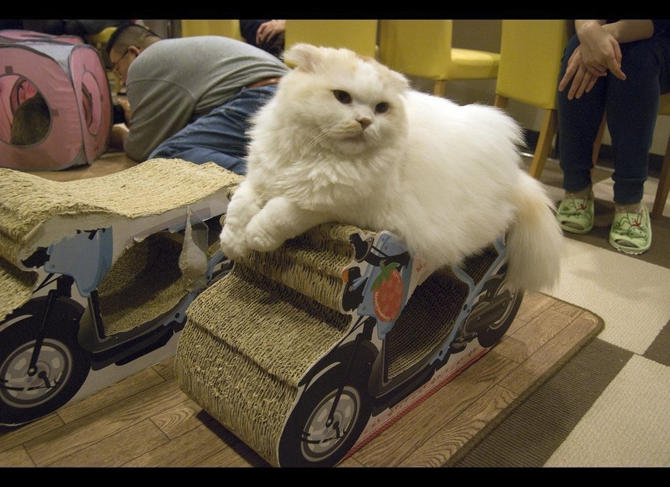 Cat Cafés, Tokyo