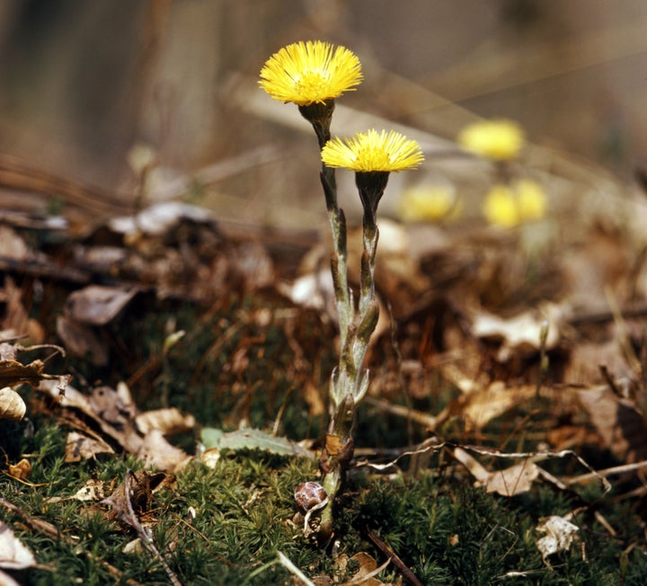 coltsfoot flower growing...