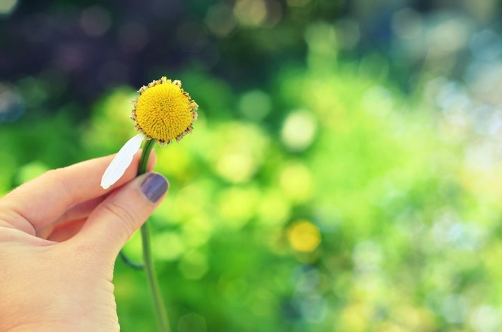 Female hand with daisy flower with one petal left on it, background of summer meadow.