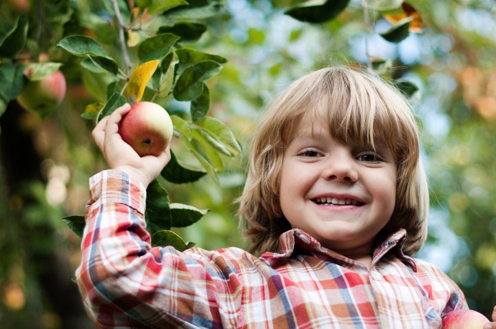 Little blond boy picking an apple from a tree branch. he laughs. Wear a shirt.