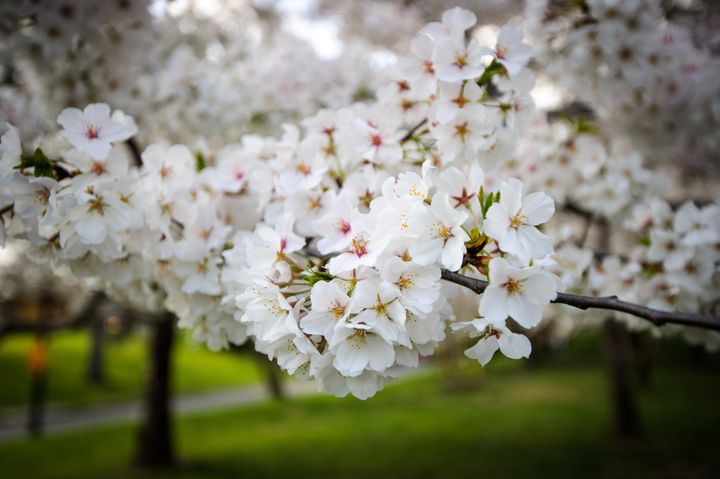 cherry blossom in washington dc