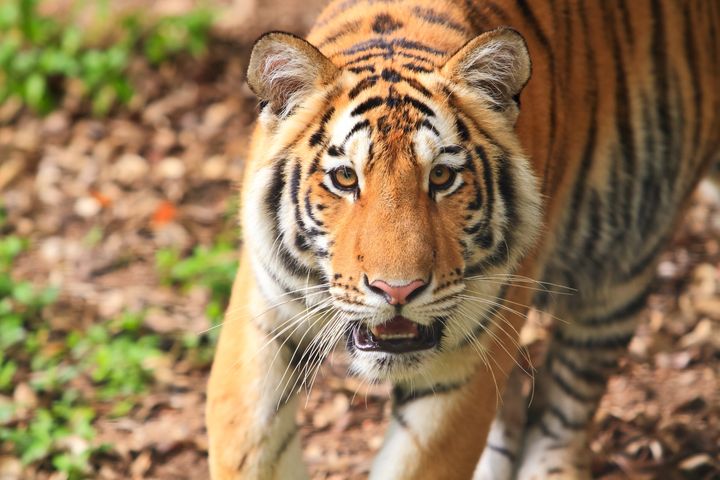 The 10 Best Places To See Wild Animals | HuffPost Life