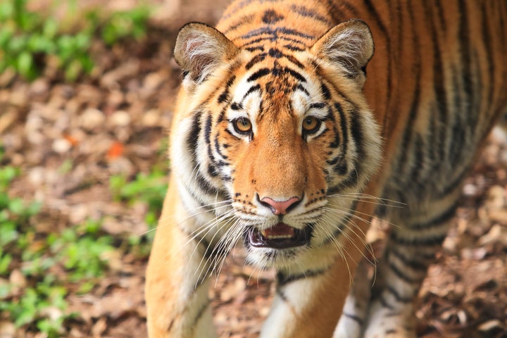 bengal tiger.