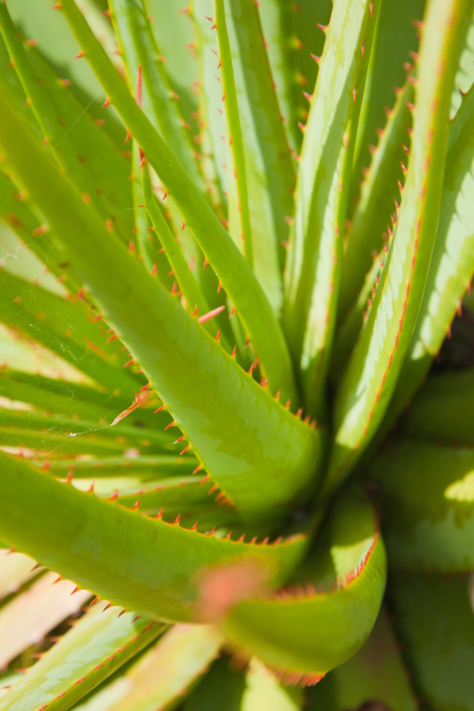 8 Houseplants To De Stress Your Home And Purify The Air Huffpost