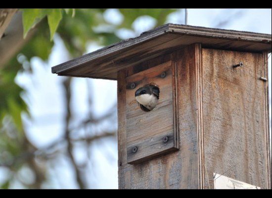 Install A Birdhouse