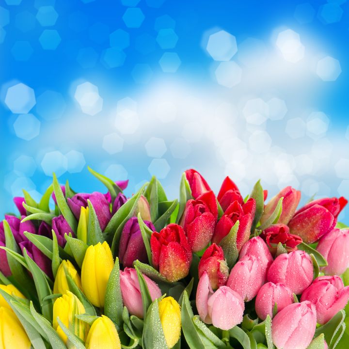 bouquet of multicolor tulips....