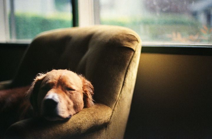A dog sleeps in a padded chair near a window in Portland, Oregon.