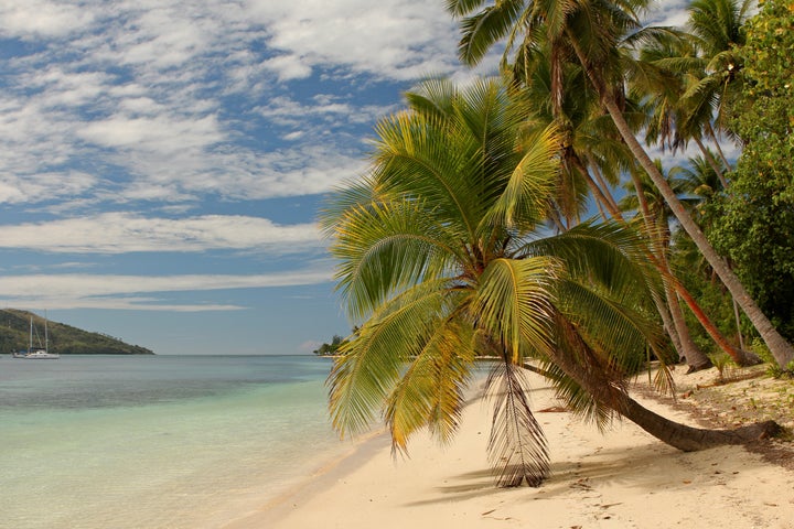 palm tree on beach
