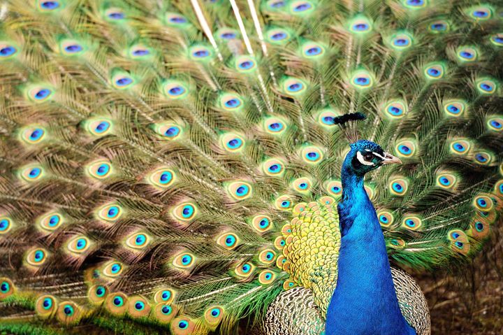 A peacock displays its feathers on March 22, 2013 at the zoo in Lille. AFP PHOTO PHILIPPE HUGUEN (Photo credit should read PHILIPPE HUGUEN/AFP/Getty Images)