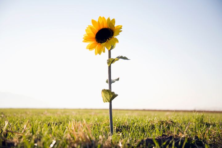 Single sunflower in field