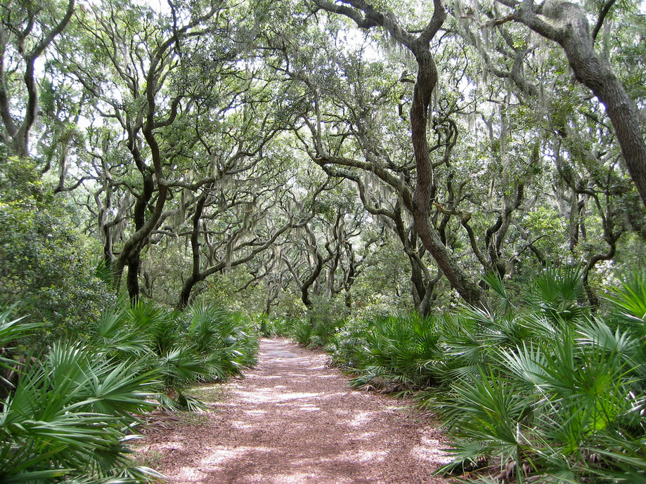 Cumberland Island, Georgia