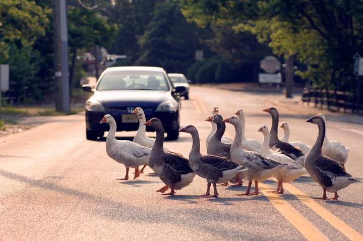 Geese crossing road, Smithville, NJ