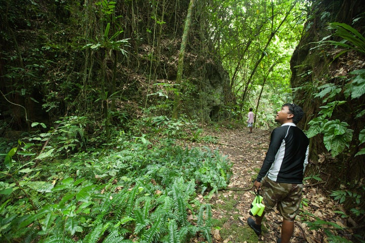 Hiking in tropical rainforest jungle, Palau, Micronesia