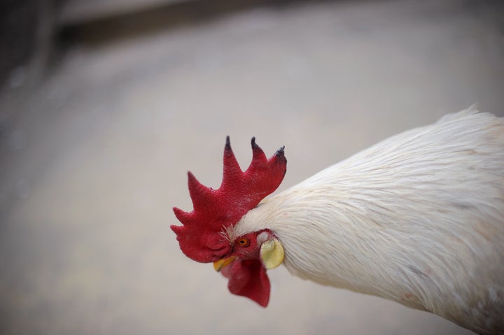 A cockerel walks on a bridge at a residential area in Beijing on April 4,2013. A man in the Chinese province of Zhejiang has died of the H7N9 strain of bird flu, state media said on March 3, bringing the total deaths attributed to the virus to three since the first human cases. AFP PHOTO / WANG ZHAO (Photo credit should read WANG ZHAO/AFP/Getty Images)