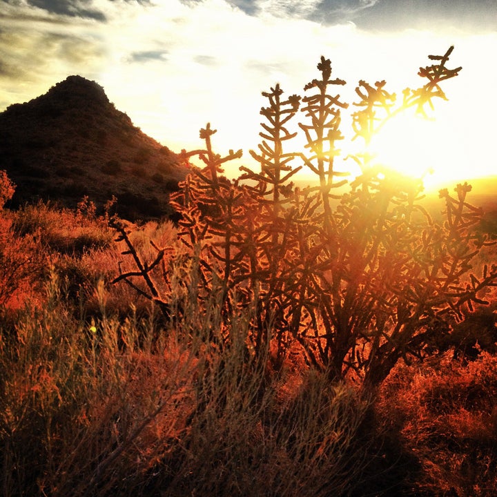 a staghorn cholla cactus is silhouetted against the bright burning golden yellow sun turning the landscape intense reds and oranges underneath a cloud filled sky. such beautiful nature scenery can be found in the sandia mountains of albuquerque, new mexico. square composition.