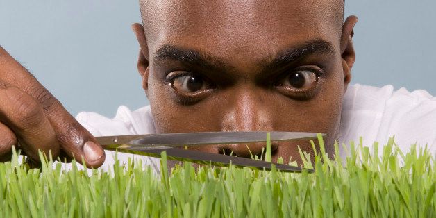 Man cutting wheatgrass with scissor, close-up