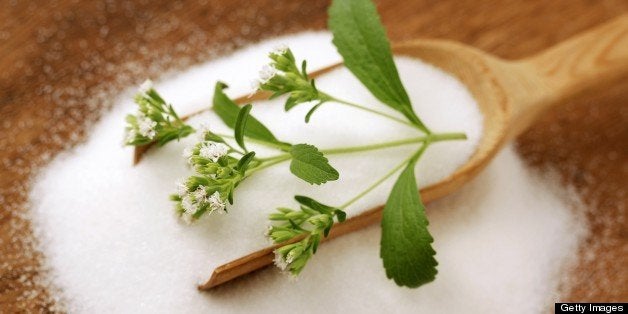 Sweet herb Stevia rebaudiana