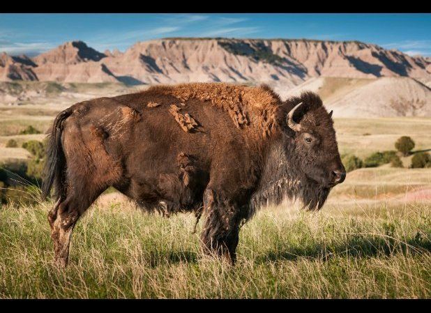Bison—Badlands NP, South Dakota