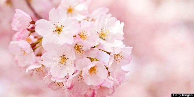 Cherry Blossoms