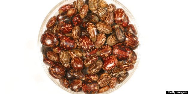 Castor beans
