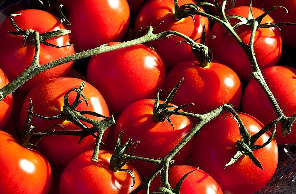 Conventional Tomatoes For Organic