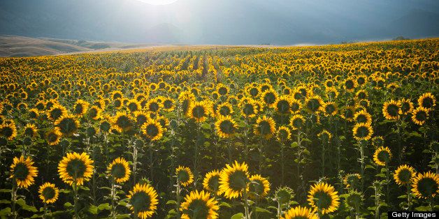 Summer sunrise over sunflower field