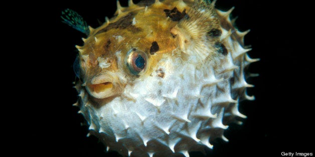 Balloon Porcupinefish, Diodon holocanthus, Puerto Galera, Mindoro Island, Philippines