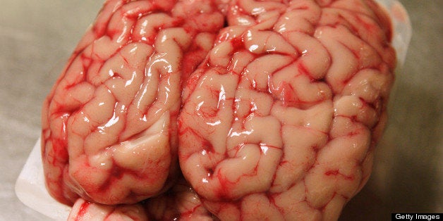 Calf's brain