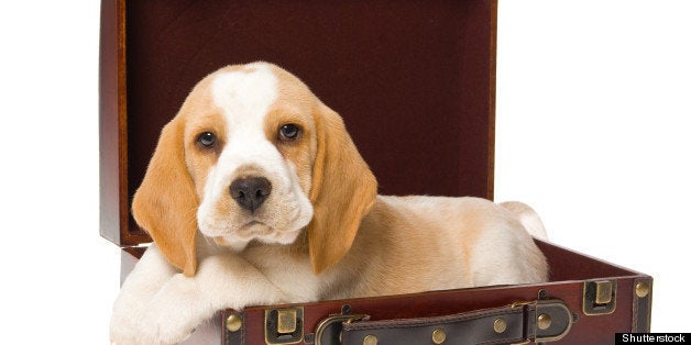 pretty beagle puppy lying in...