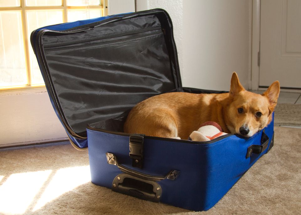 Dogs In Suitcases