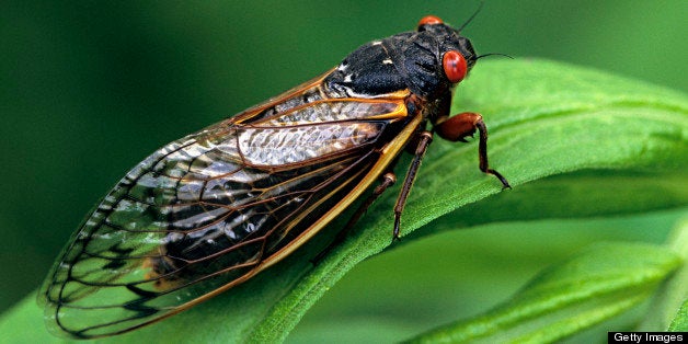 Periodical Cicada, Adult, Magicicada spp. Requires 17 years to complete development. Nymph splits its skin, and transforms into an adult. Feeds on sap of tree roots. Northern Illinois Brood. This brood is the largest emergence of cicadas anywhere