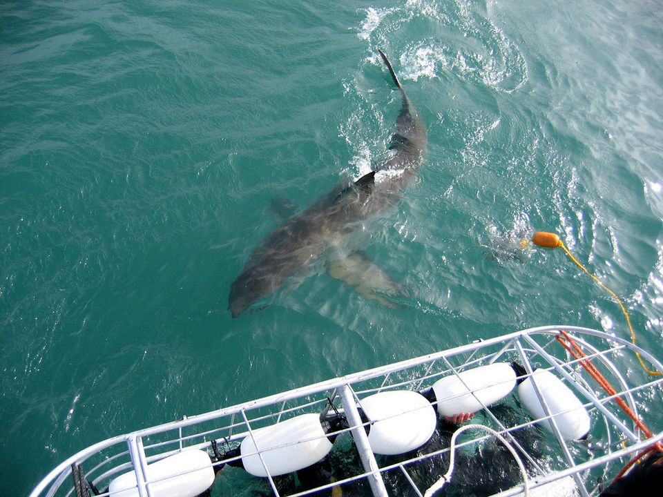 Gansbaai, South Africa, Great White Sharks