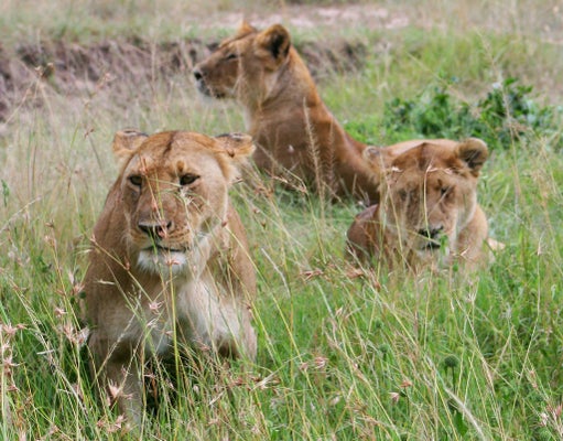 We Like Shooting Animals Too -- But With Our Cameras, Not Guns | HuffPost Life We Like Shooting Animals Too -- But With Our Cameras, Not Guns | HuffPost Life