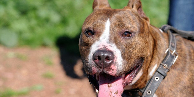 TO GO WITH AFP STORY BY OMAR BRUKSY A Pit Bull terrier is taken out for obedience training on January 30, 2012 in the Morocca