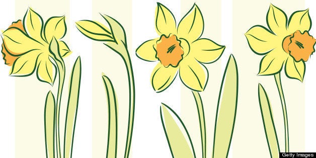 daffodil