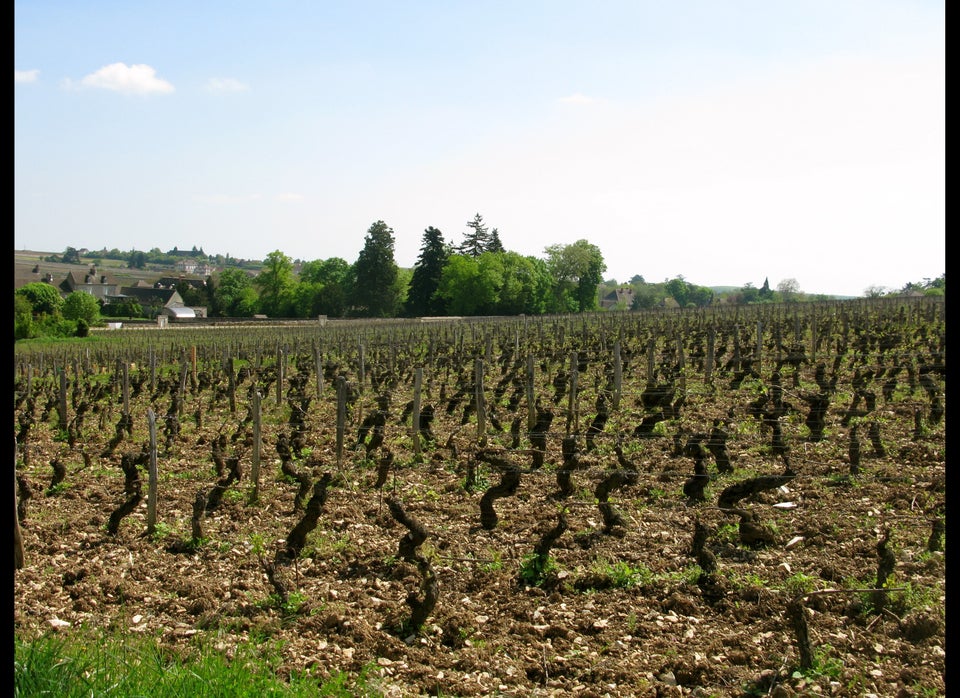 New Leaves on Old Vines