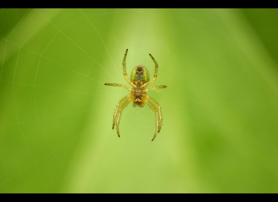 Dreams About Spiders